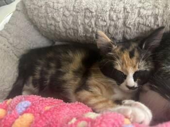 Marigold -  Domestic Short Hair Cat for Adoption in Kalamazoo, Michigan - Marigold | PetCurious