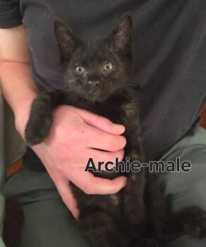 Archie -  Bombay Cat for Adoption in Wyandotte, Michigan - Archie | PetCurious