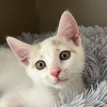 Domestic Short Hair Cats Available for Adoption in Redwood City, California - Napoleon | PetCurious
