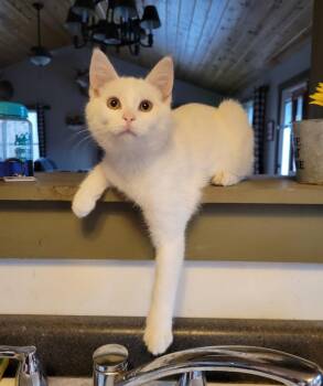 Yoda -  Domestic Short Hair Cat Available for Adoption in Viroqua, Wisconsin - Yoda | PetCurious