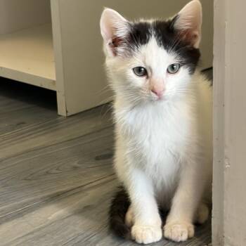 AC/DC -  Domestic Short Hair Cat for Adoption in Monroe, North Carolina - AC/DC | PetCurious