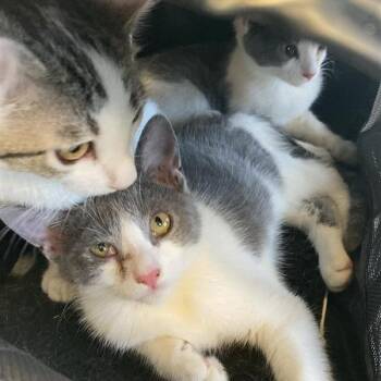 Dr. Pepper -  Domestic Short Hair Cat for Adoption in Hawthorne, California - Dr. Pepper | PetCurious