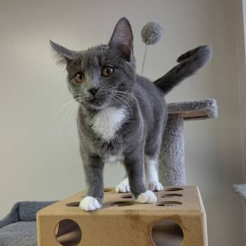 Rescue Domestic Short Hair Cats for Adoption in Bloomington, Illinois - Esmerelda | PetCurious