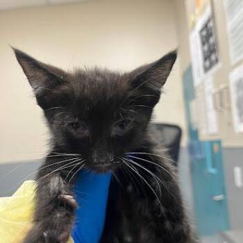 HANZO -  Domestic Short Hair Cat for Adoption in Las Vegas, Nevada - HANZO | PetCurious