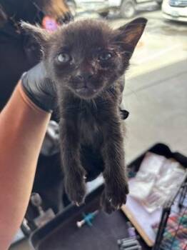 61508762 -  Domestic Short Hair Cat for Adoption in El Paso, Texas - 61508762 | PetCurious