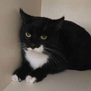 Rescue Domestic Short Hair Cats for Adoption in Sarasota, Florida - Kupa | PetCurious