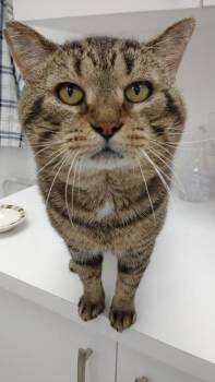 Timmy -  Domestic Short Hair Cat for Adoption in Richmond Hill, Ontario - Timmy | PetCurious