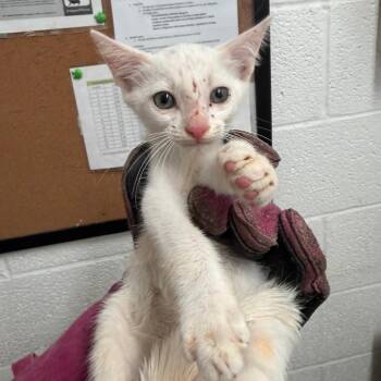 Regis -  Domestic Short Hair Cat for Adoption in Edinburg, Texas - Regis | PetCurious