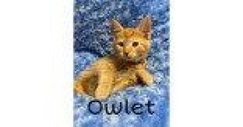 Domestic Short Hair Cats Available for Adoption in Newport, Kentucky - Owlet | PetCurious