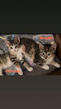 Cassidy (The Country Crew) -  Domestic Short Hair Cat for Adoption in Telford, Pennsylvania - Cassidy (The Country Crew) | PetCurious