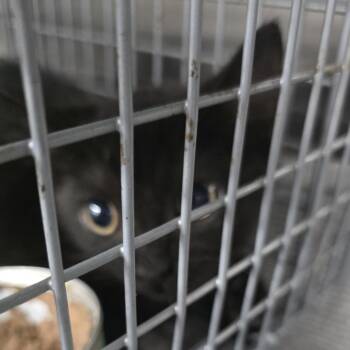 Bobby Joe -  Domestic Short Hair Cat for Adoption in Montgomery, Alabama - Bobby Joe | PetCurious
