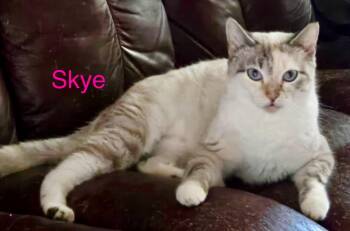 Rescue Siamese Cats for Adoption in Casselberry, Florida - Skye | PetCurious