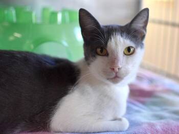 Magpie -  Domestic Short Hair Cat for Adoption in Portland, Oregon - Magpie | PetCurious