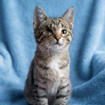 Little Titan - 1 eye only -  Tabby Cat for Adoption in Wyandotte, Michigan - Little Titan - 1 Eye Only | PetCurious
