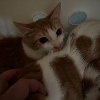 Rescue Domestic Short Hair Cats for Adoption in Riverside, California - Peet | PetCurious