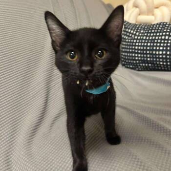 Rescue Domestic Short Hair Cats for Adoption in Buffalo, Minnesota - Mixtape *Meet Me At Eagan Petsmart* | PetCurious