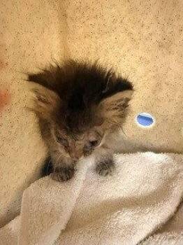 Domestic Long Hair Cats Available for Adoption in Woodland, California - *MIMI | PetCurious