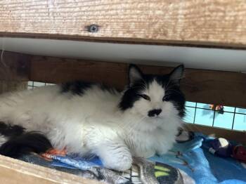 Domestic Long Hair Cats Available for Adoption - Smudge | PetCurious
