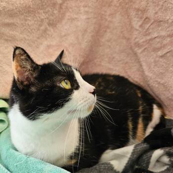 Domestic Short Hair Cats Available for Adoption in Harrisonburg, Virginia - Peggy | PetCurious