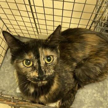 Rescue Domestic Short Hair Cats for Adoption in Madison, Wisconsin - Dahlia | PetCurious