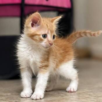 Domestic Short Hair Cats Available for Adoption in Roanoke, Virginia - Tater Tot | PetCurious