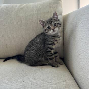 Domestic Short Hair Cats Available for Adoption in Evansville, Indiana - Dude | PetCurious