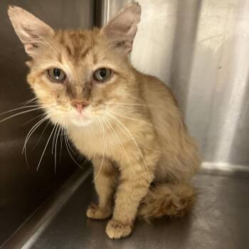 Wolfgang -  Domestic Medium Hair Cat for Adoption in Chattanooga, Tennessee - Wolfgang | PetCurious