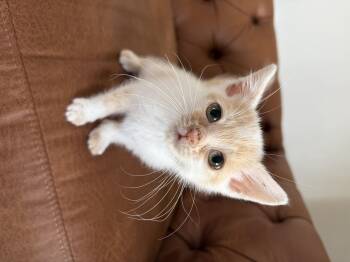 Purrcy -  Domestic Short Hair Cat for Adoption in Fruit Heights, Utah - Purrcy | PetCurious