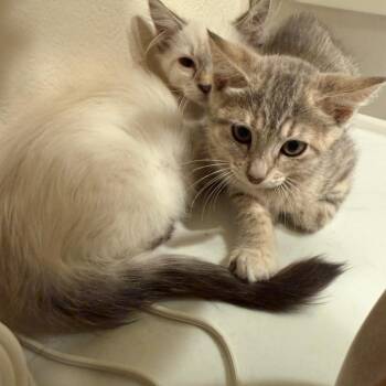 Mushi -  Siamese and Domestic Short Hair Cat for Adoption in Tustin, California - Mushi | PetCurious