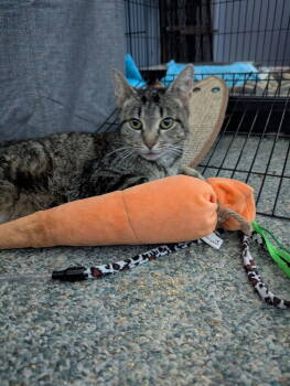 Rescue Domestic Short Hair Cats for Adoption in Oak Park, Michigan - Killer | PetCurious