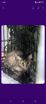 Runts -  Domestic Short Hair Cat for Adoption in Cromwell, Kentucky - Runts | PetCurious
