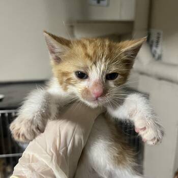 Thor -  Domestic Short Hair Cat Available for Adoption in Mastic, New York - Thor | PetCurious