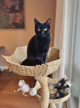 Domestic Short Hair Cats Available for Adoption - Binx | PetCurious