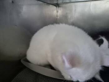 Moe -  Domestic Short Hair Cat for Adoption in Simcoe, Ontario - Moe | PetCurious