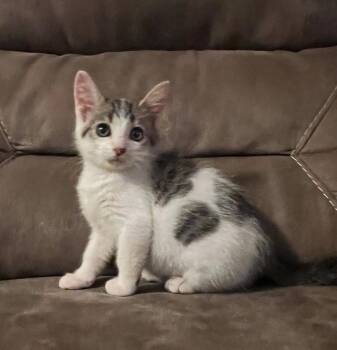 Finch -  Domestic Short Hair Cat for Adoption in Rochester, Indiana - Finch | PetCurious