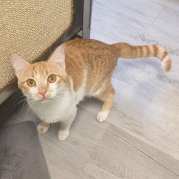Princess Peach -  Domestic Short Hair Cat for Adoption in Emporia, Kansas - Princess Peach | PetCurious