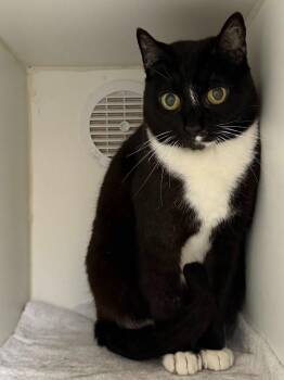 Idabelle -  Domestic Short Hair Cat Available for Adoption in Sapulpa, Oklahoma - Idabelle | PetCurious