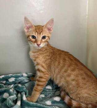 Dave -  Domestic Short Hair Cat for Adoption in Genoa, Illinois - Dave | PetCurious