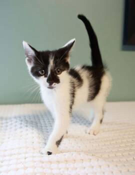 Domestic Short Hair Cats Available for Adoption in Loogootee, Indiana - Chester | PetCurious