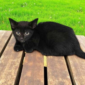 Rescue Domestic Short Hair Cats for Adoption in Sullivan, Indiana - Kassandra | PetCurious