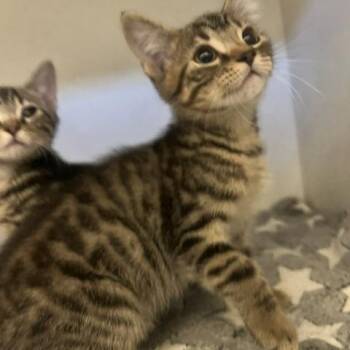 Thadius -  Domestic Short Hair Cat for Adoption in Dayton, Ohio - Thadius | PetCurious