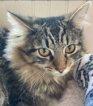 Rescue Domestic Long Hair Cats for Adoption in San Luis Obispo, California - Oron & Tabitha | PetCurious