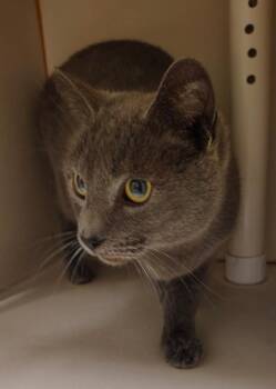 Pumpernickel -  Domestic Short Hair Cat for Adoption in Christiansburg, Virginia - Pumpernickel | PetCurious