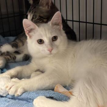 Hosta Mosta -  Domestic Short Hair Cat for Adoption in Davenport, Iowa - Hosta Mosta | PetCurious