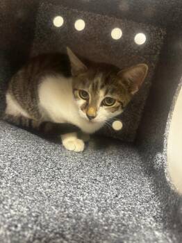 Seymour -  Domestic Short Hair Cat for Adoption in Greenfield, Indiana - Seymour | PetCurious