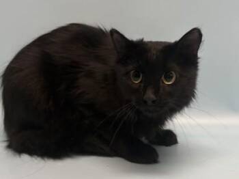 Pip -  Domestic Medium Hair and Domestic Short Hair Cat for Adoption in Golden Valley, Minnesota - Pip | PetCurious