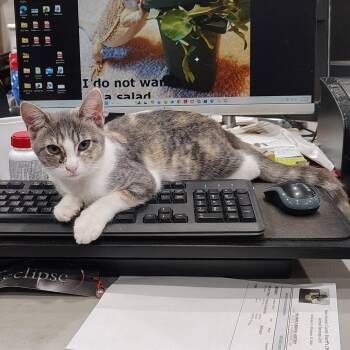 Charmin -  Domestic Short Hair Cat for Adoption in Beulaville, North Carolina - Charmin | PetCurious