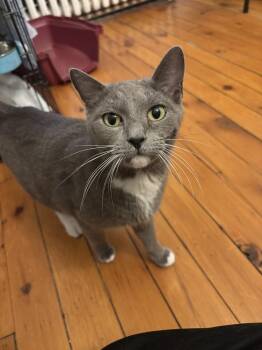 Samba -  Domestic Short Hair Cat for Adoption in West Mifflin, Pennsylvania - Samba | PetCurious