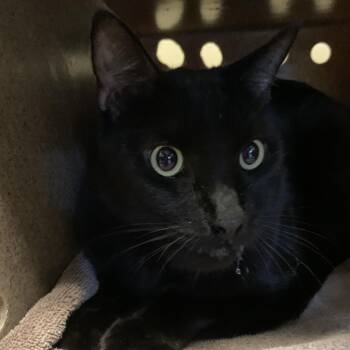 Binx -  Domestic Short Hair Cat for Adoption in Pasadena, California - Binx | PetCurious