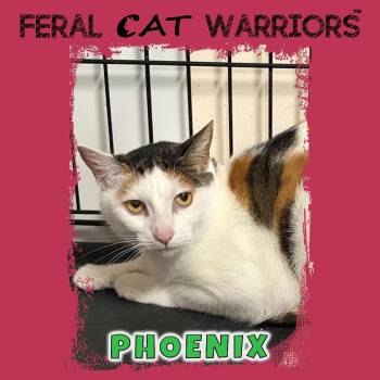 Phoenix -  Domestic Short Hair Cat for Adoption in Kingman, Arizona - Phoenix | PetCurious